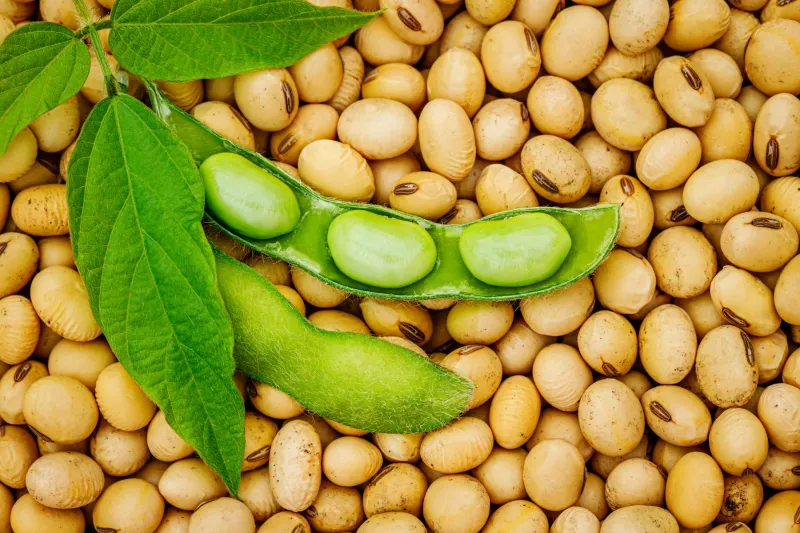 Best platforms for trading soybeans in 2026 – compare top soybean trading platforms
