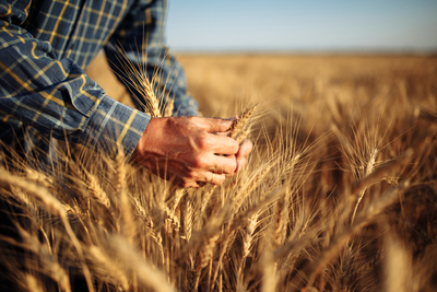 Best Wheat Trading Brokers April 2025